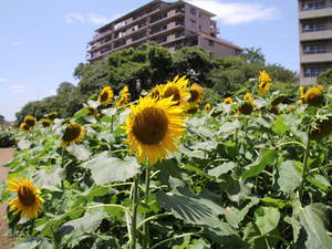 kanasugihimawari 022.jpg